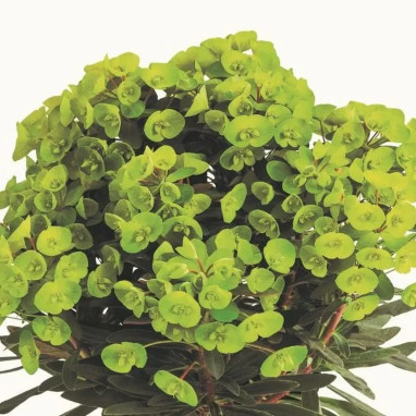 Euphorbia 'Daphné' - Euphorbia | Achat direct au producteur