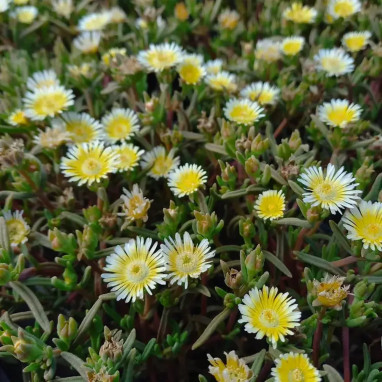 Delosperma 'WoW Limoncello' - Delosperma | Achat direct au producteur