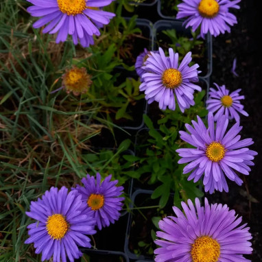 Aster alpinus 'Dunkle Schöne' - Aster | Achat direct au producteur