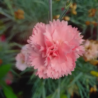 Dianthus plumarius 'Letitia Wyatt' - Œillet | Achat direct au producteur