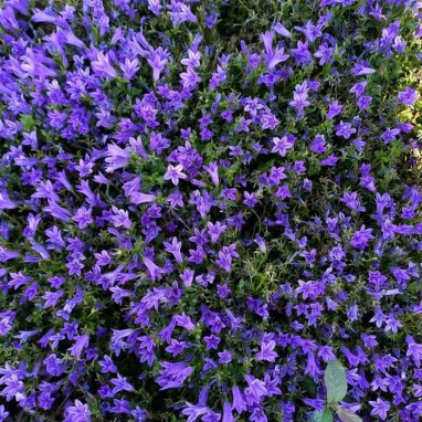Campanula portenschlagiana 'Kris' - Campanula | Achat producteur