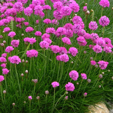 Armeria maritima 'Düsseldorfer Stolz' - Armeria | Achat producteur