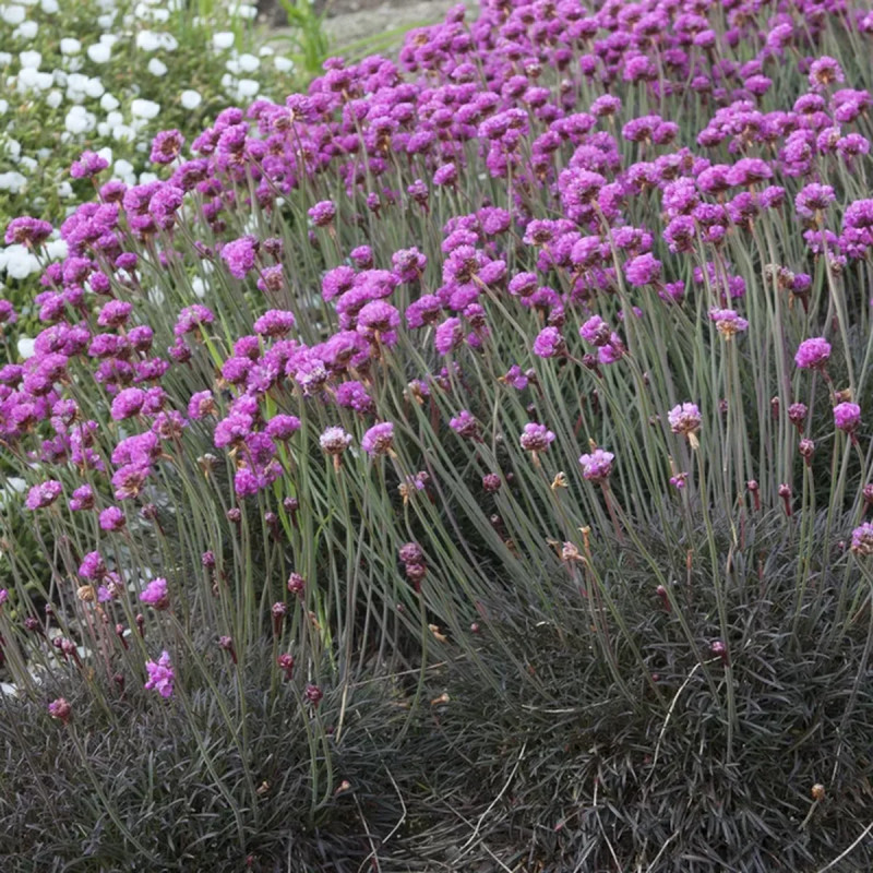 Armeria maritima 'Düsseldorfer Stolz' - Armeria | Achat producteur