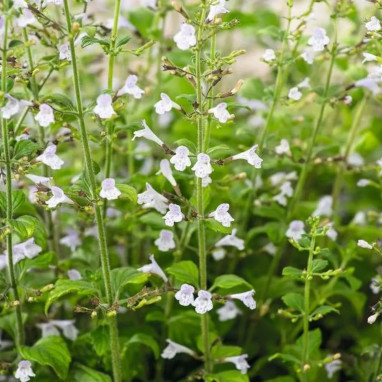 Calamintha nepeta 'Blue Cloud Strain' - Calamintha | Achat producteur