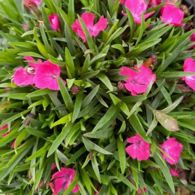 Dianthus Beauties Hana Scarlet - Dianthus | Achat direct au producteur