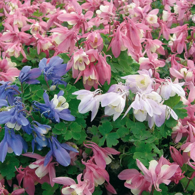 Aquilegia flabellata 'Cameo Mix' - Aquilegia | Achat producteur