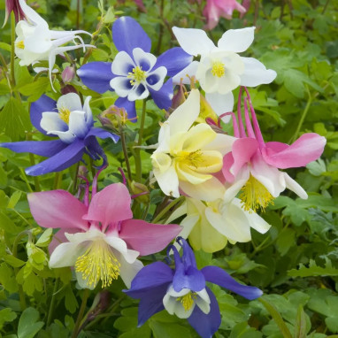 Ancolie 'McKana Mix' - Aquilegia caerulea | Achat direct au producteur