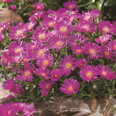 Delosperma 'Ocean Sunset Violet' - Delosperma | Achat producteur