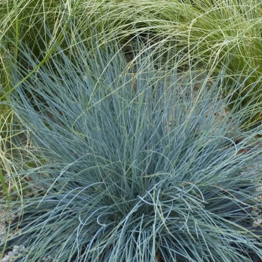 Festuca glauca 'Elijah Blue' - Festuca | Achat direct au producteur