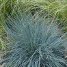 Festuca Glauca 'Elijah Blue'