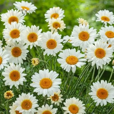 Anthemis carpatica 'Karpatenschnee' | Achat direct au producteur