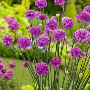 Armeria pseudarmeria 'Ballerina Lilac' | Achat direct au producteur
