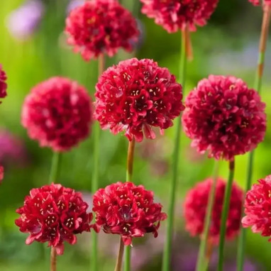 Armeria pseudarmeria 'Ballerina Red' | Achat direct au producteur