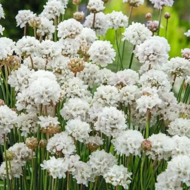 Armeria pseudarmeria 'Ballerina White' | Achat direct au producteur