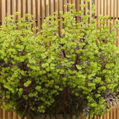 Euphorbia MINER'S MERLOT - Euphorbia | Achat direct au producteur