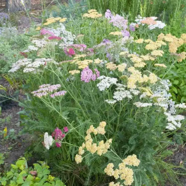 Achillea millefolium 'Summer Pastels Mix' | Achat direct au producteur