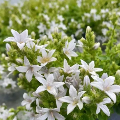 Campanula poscharskyana 'E.H. Frost' | Achat direct au producteur