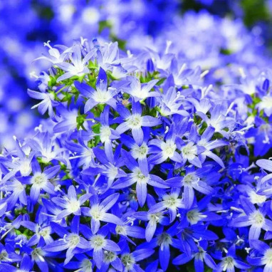 Campanula poscharskyana 'Blauranke' | Achat direct au producteur