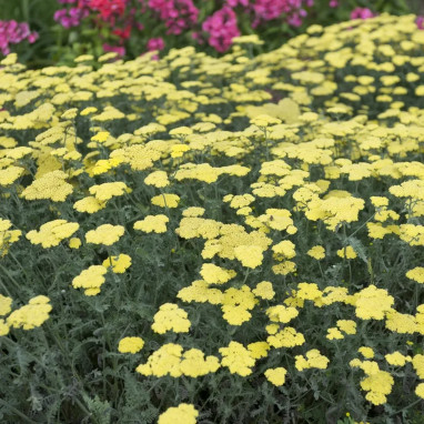 Achillea tomentosa 'Aurea' - Achillea | Achat direct au producteur