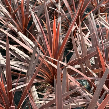 Cordyline australis 'Red Star' - Cordyline | Achat producteur