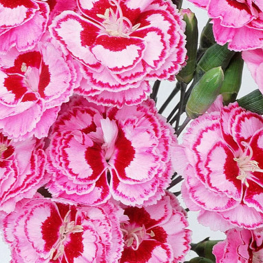 Dianthus plumarius 'Moulin Rouge' - Dianthus | Achat producteur