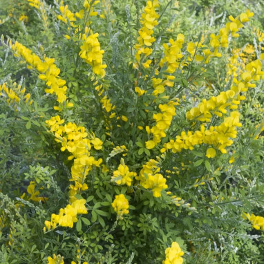 Genista maderensis - Genêt de Madère | Achat direct au producteur