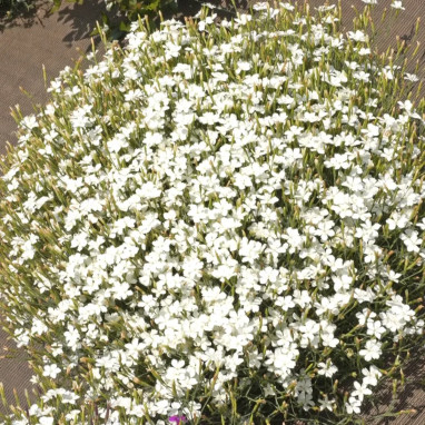 Dianthus deltoides 'Albiflorus' - Dianthus | Achat direct au producteur