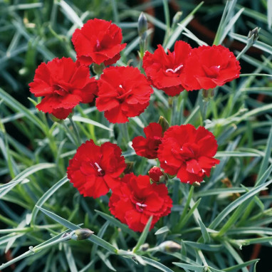 Dianthus 'Houndspool Cherry' - Dianthus | Achat direct au producteur