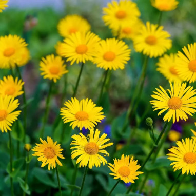 Doronicum caucasicum 'Little Leo' - Doronicum | Achat producteur