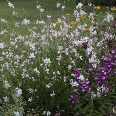 Gaura lindheimeri 'Short Form' - Gaura | Achat direct au producteur
