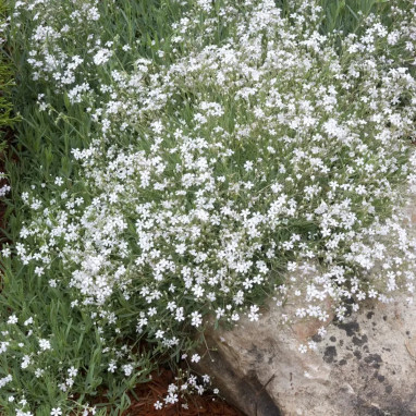 Gypsophila repens 'Filou White' - Gypsophila | Achat producteur