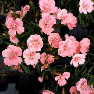Dianthus Beauties Freya - Dianthus | Achat direct au producteur