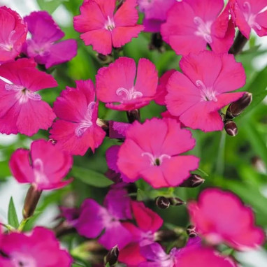 Dianthus Beauties Rousey - Œillet vivace | Achat direct au producteur