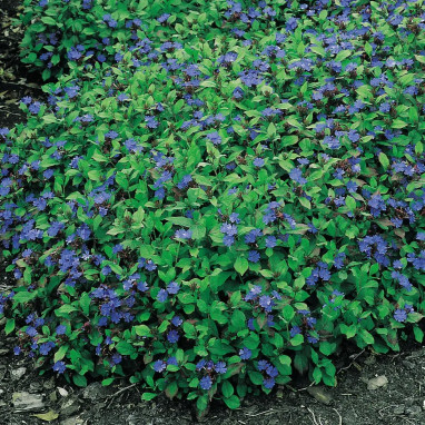 Ceratostigma plumbaginoides - Ceratostigma | Achat direct au producteur