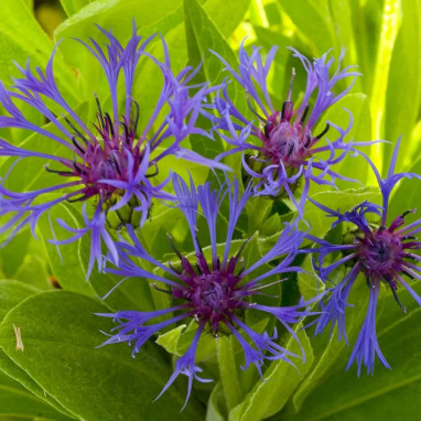 Centaurea montana - Centaurea | Achat direct au producteur