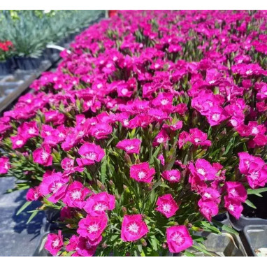 Dianthus BEAUTIES KAIA - Dianthus | Achat direct au producteur