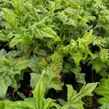 Echinops bannaticus 'Blue Glow' - Echinops | Achat producteur