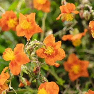 Helianthemum 'Orange Ideal' | Achat direct au producteur