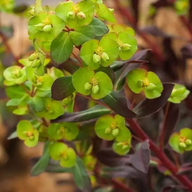 Euphorbia amygdaloides 'Xenia' - Euphorbia | Achat producteur