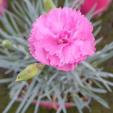 Dianthus 'Pink Celebration' - Œillet mignardise | Achat producteur