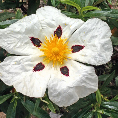 Cistus purpureus 'Alan Fradd' - Cistus | Achat direct au producteur