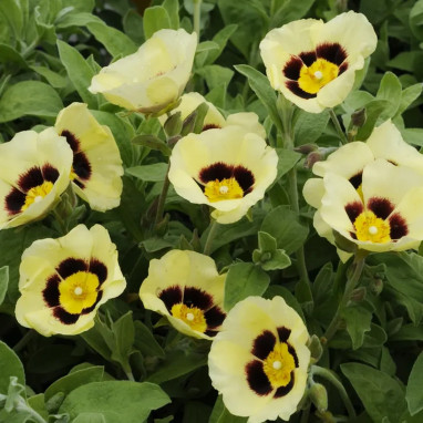 Cistus 'Merrist Wood Cream' - Cistus | Achat direct au producteur