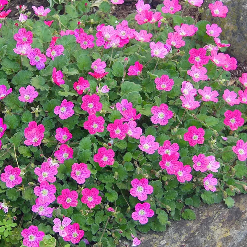 Erodium variabile 'Bishop's Form' - Erodium | Achat direct au producteur
