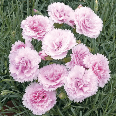 Dianthus plumarius 'Candy Floss' - Dianthus | Achat producteur