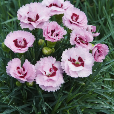Dianthus 'Raspberry Sundae'® - Œillet des jardins | Achat producteur
