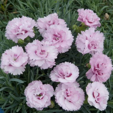 Dianthus plumarius SCENT FIRST 'Tickled Pink' | Achat producteur
