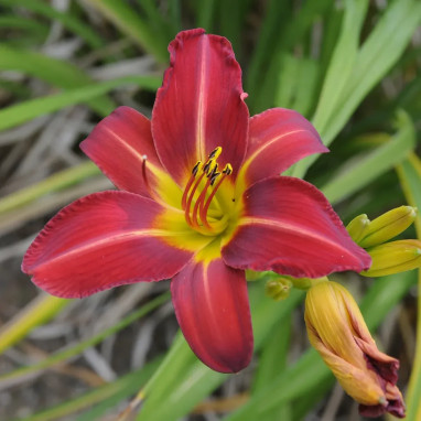 Hémérocalle 'Crimson Pirate' - Hemerocallis | Achat producteur