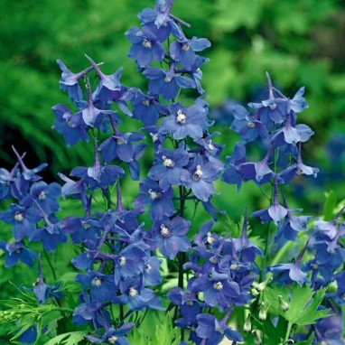 Delphinium belladonna 'Bellamosum' | Achat direct au producteur