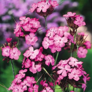 Dianthus carthusianorum - Œillet des chartreux | Achat producteur