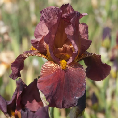 Iris germanica 'Royal Tapestry' - Iris | Achat direct au producteur